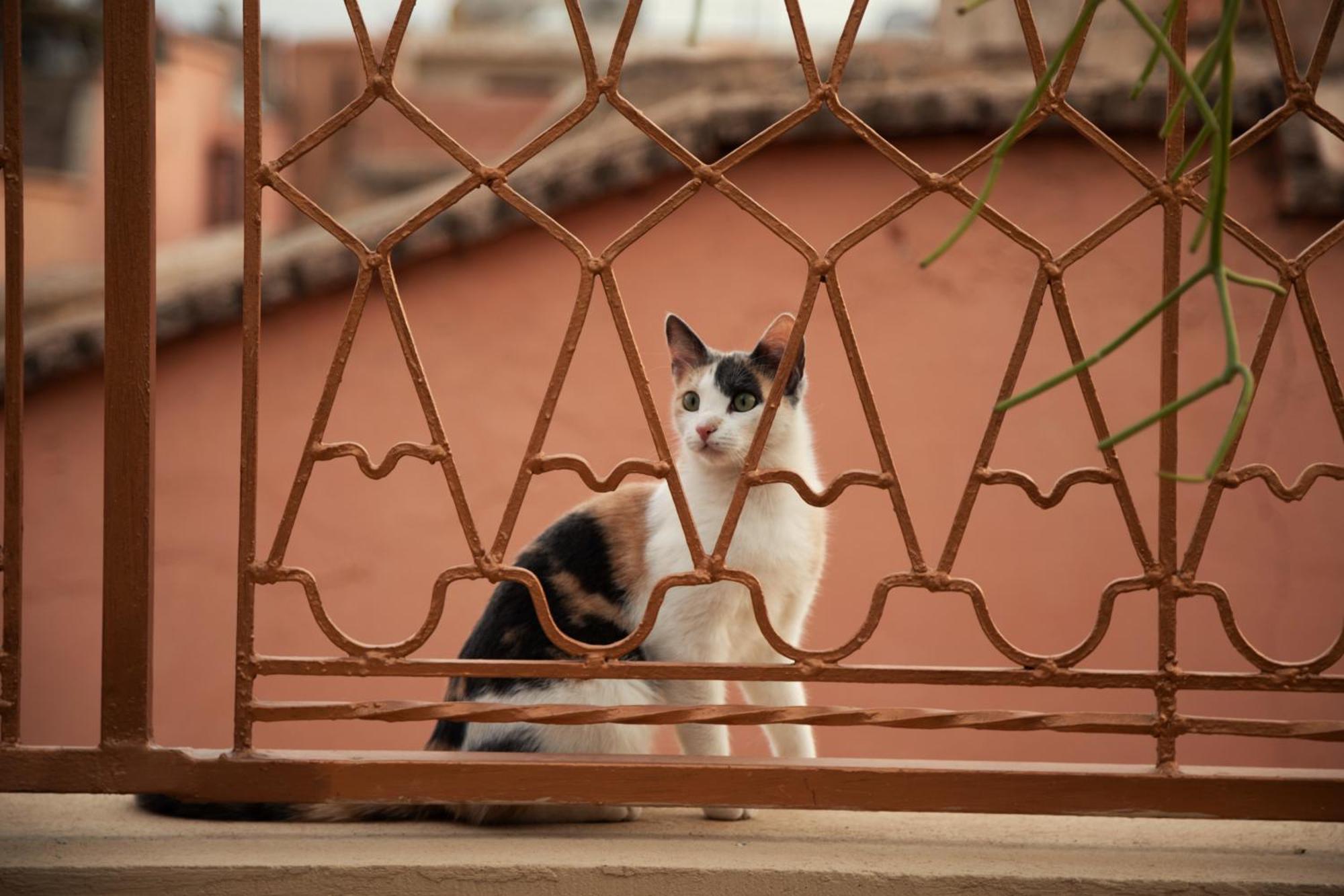Riad Miss Caracal Marrakesh Esterno foto